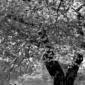 bench under cherry blossoms 
