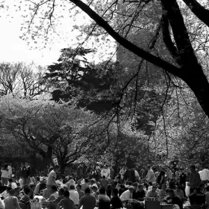 Crowd under cherry blossom