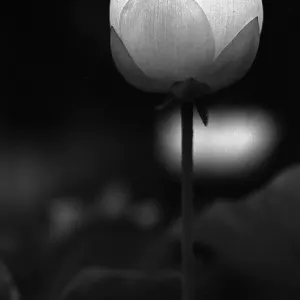 Single flower of lotus