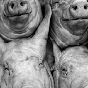 Faces of pig sold in the market in Gyeongju