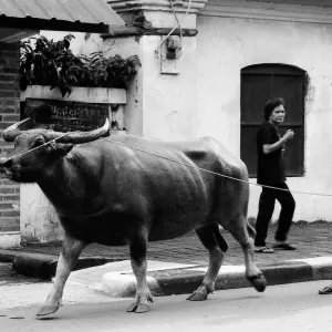 大きな水牛と一緒に散歩していた男