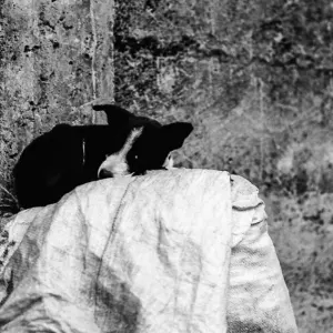 Sleeping black-and-white dog