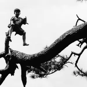 木に登った男の子