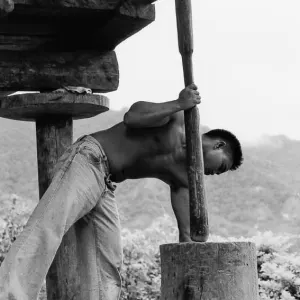 Man threshing rice with wooden pole