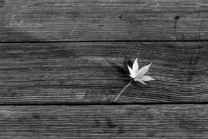 Maple leaf on wooden bench