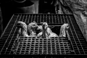 Chickens in cage at slaughterhouse