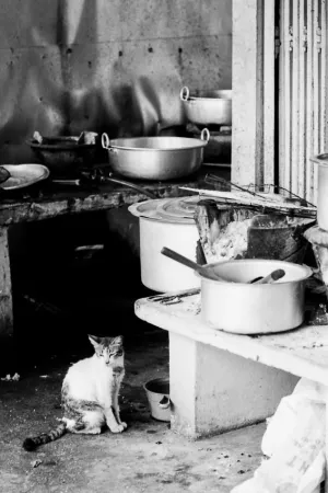 厨房にお座りする猫