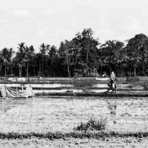 Woman stopping on ridge of rice field