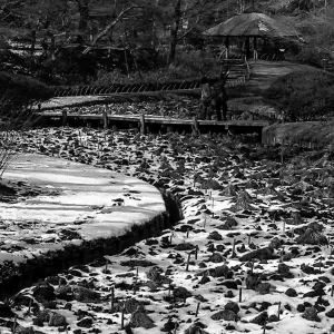 Iris garden in Meiji Jingu Gyoen Garden