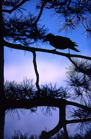 Crow perching on branch