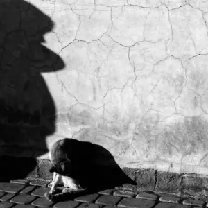 Shadow of boy and cat