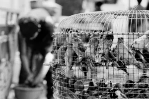 Bird cage
