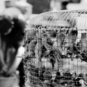 Bird cage