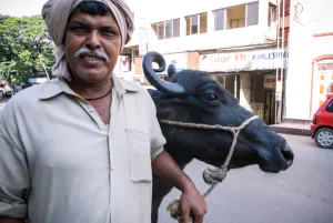 Man walking with big cow