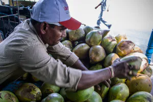 Man choosing coconut