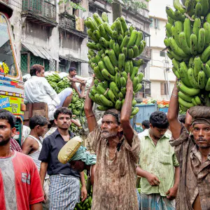 Men carrying bunches of bananas