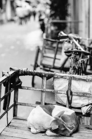 Dog sleeping on the back of a tricycle