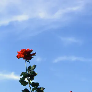 Red rose in sky