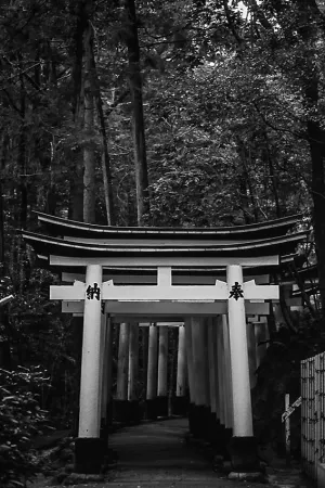 row of torii in the woods