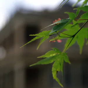 leaves in Iwasaki house