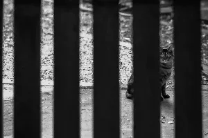 柵の向こうの猫