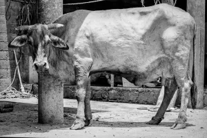 Visual line of cow