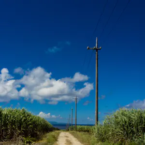 Road in sugar cane field