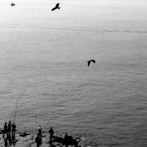 江ノ島の鳥と釣り人