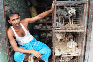 Man selling chickens