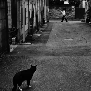 歩行者を見る猫