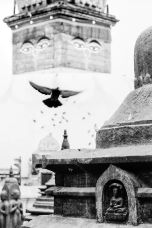 スワヤンブナートの仏塔と鳩