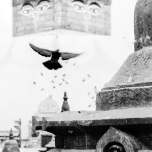 Stupa and pigeon