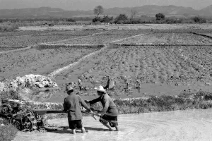 Men working in rice paddy