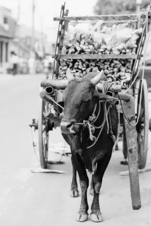 Cow carriage in Kandy