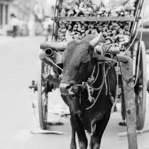 Cow carriage in Kandy