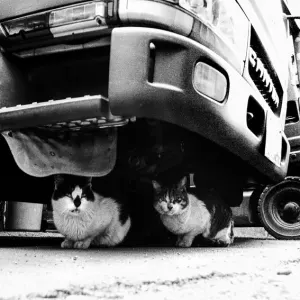 トラックの下で寛ぐ猫