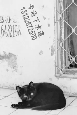Eyes of black cat
