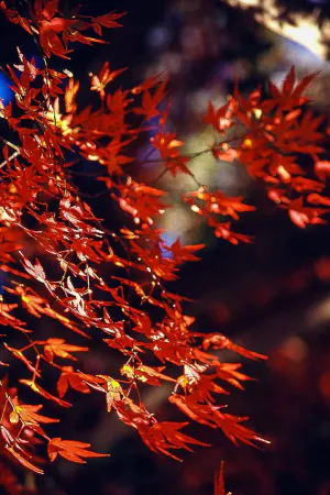 Red maple leaves in Inokashira Park