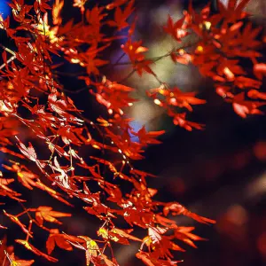 井の頭公園の赤いもみじの葉