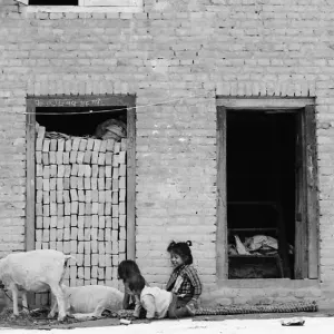 Kids playing with sheep
