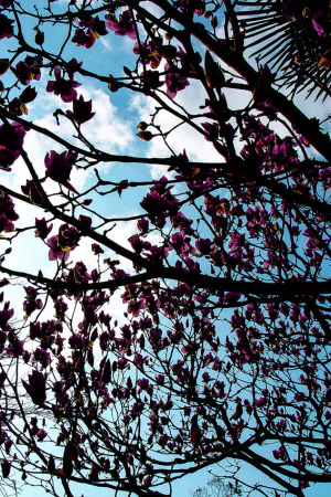 magnolia in Glover garden