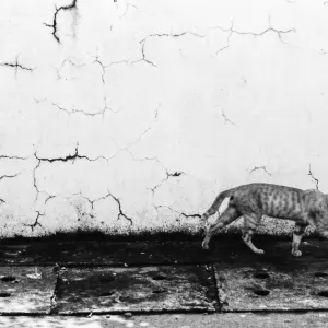 Cat passing by
