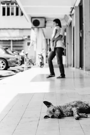 歩道で昼寝する犬