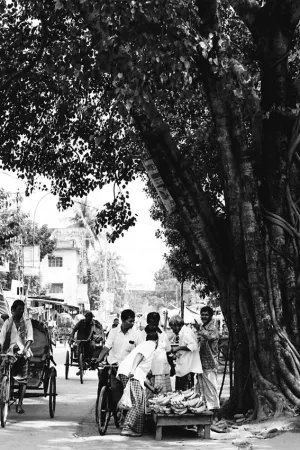 Banana seller in tree shade
