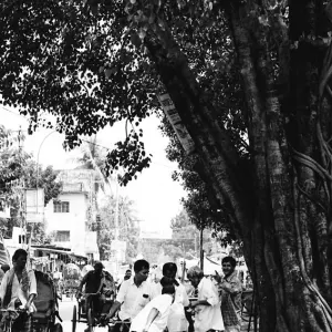 Banana seller in tree shade