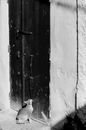 扉の前で見上げる猫