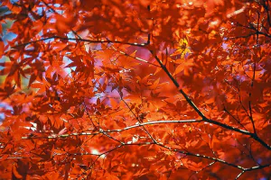井の頭公園の鮮やかな紅葉の葉