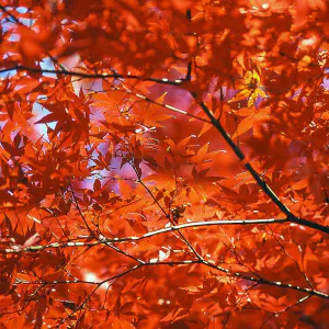 井の頭公園の鮮やかな紅葉の葉
