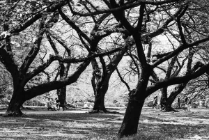 Cherry trees in Shinjuku gyoen park