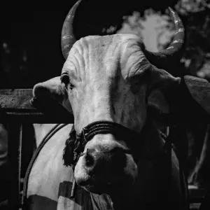 Water Buffalo in a street
